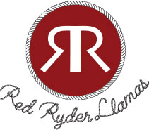 Ride Ryder Llama - Birthdays - Special Events - Hiking - Pack Trips - Treks - Flathead Valley
