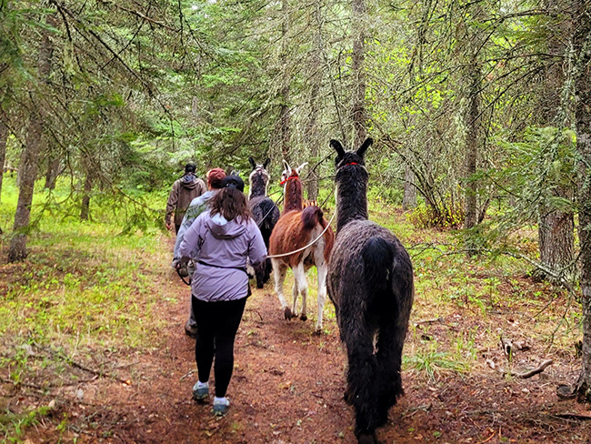 llama hiking trips - Red Ryder Llamas