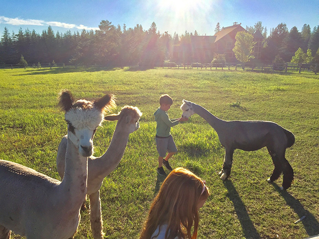 llama ranch visit - Red Ryder Llamas