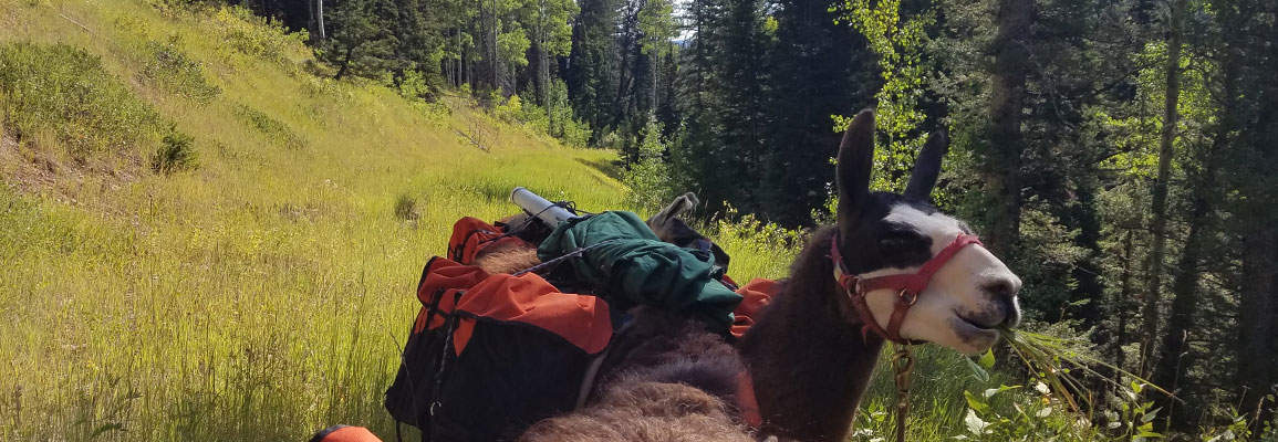 Recreation and fun Llama pack hiking and treks in Kalispell and the Flathead Valley