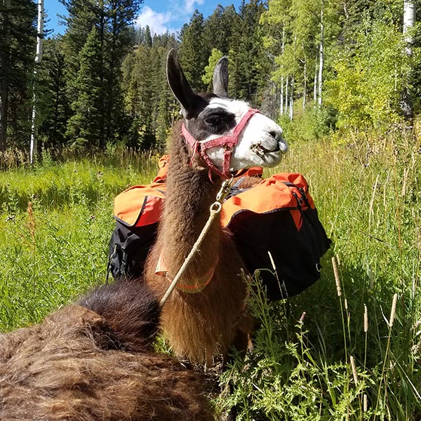 Llama hiking pack treks and trips - Flathead Valley & Kalispell Recreation - Red Ryder Llamas