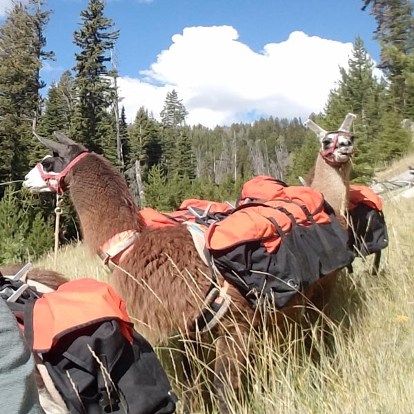 Llama hiking pack treks and trips - Flathead Valley & Kalispell Recreation - Red Ryder Llamas