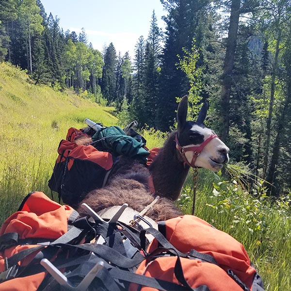 Red Ryder Llam Pack Trips in Kalispell MT and the Flathead Valley